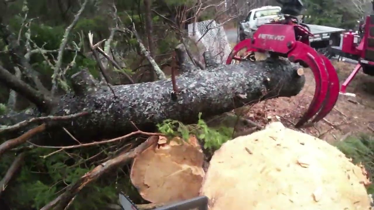 I have to remove a very dangerous fallen tree.