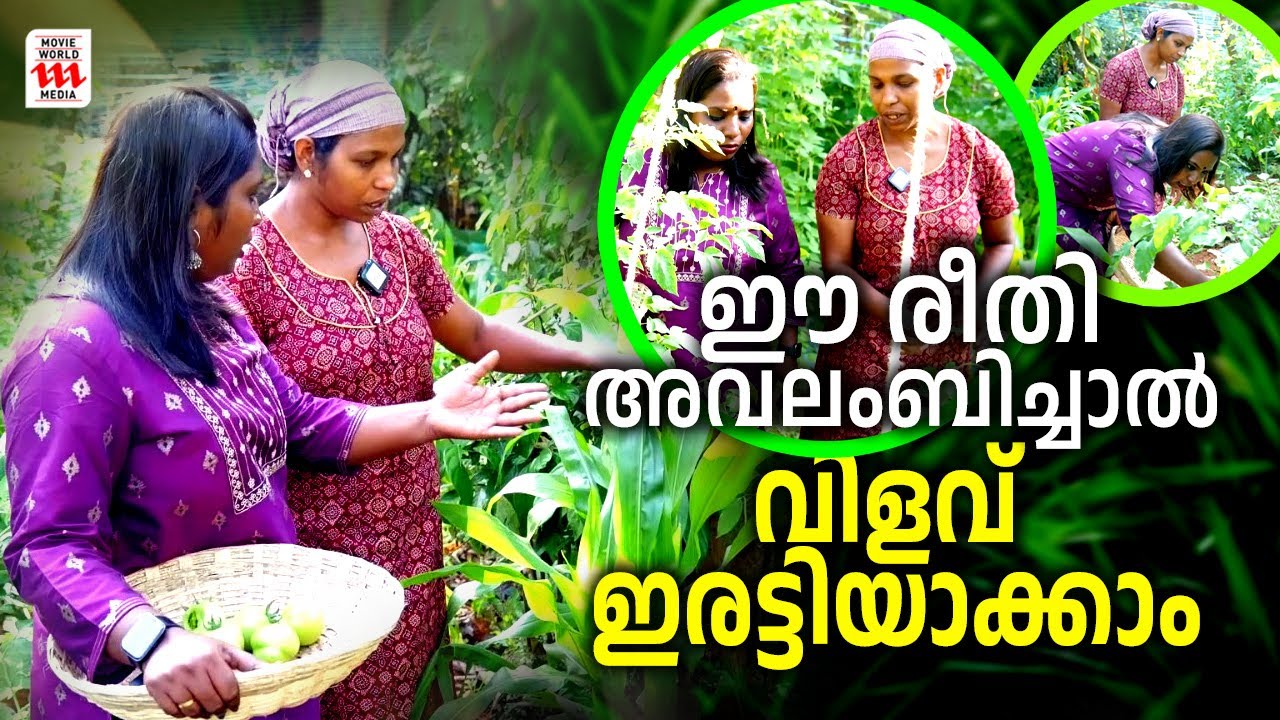 ഈ രീതി  അവലംബിച്ചാൽ വിളവ് ഇരട്ടിയാക്കാം  | Bincy's Farm | Interview