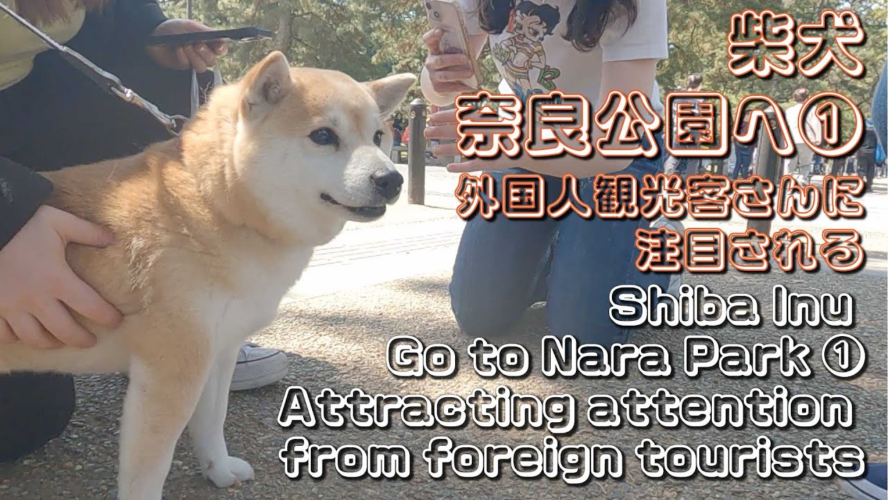 奈良公園へ柴犬と一緒に行くとこうなる① 