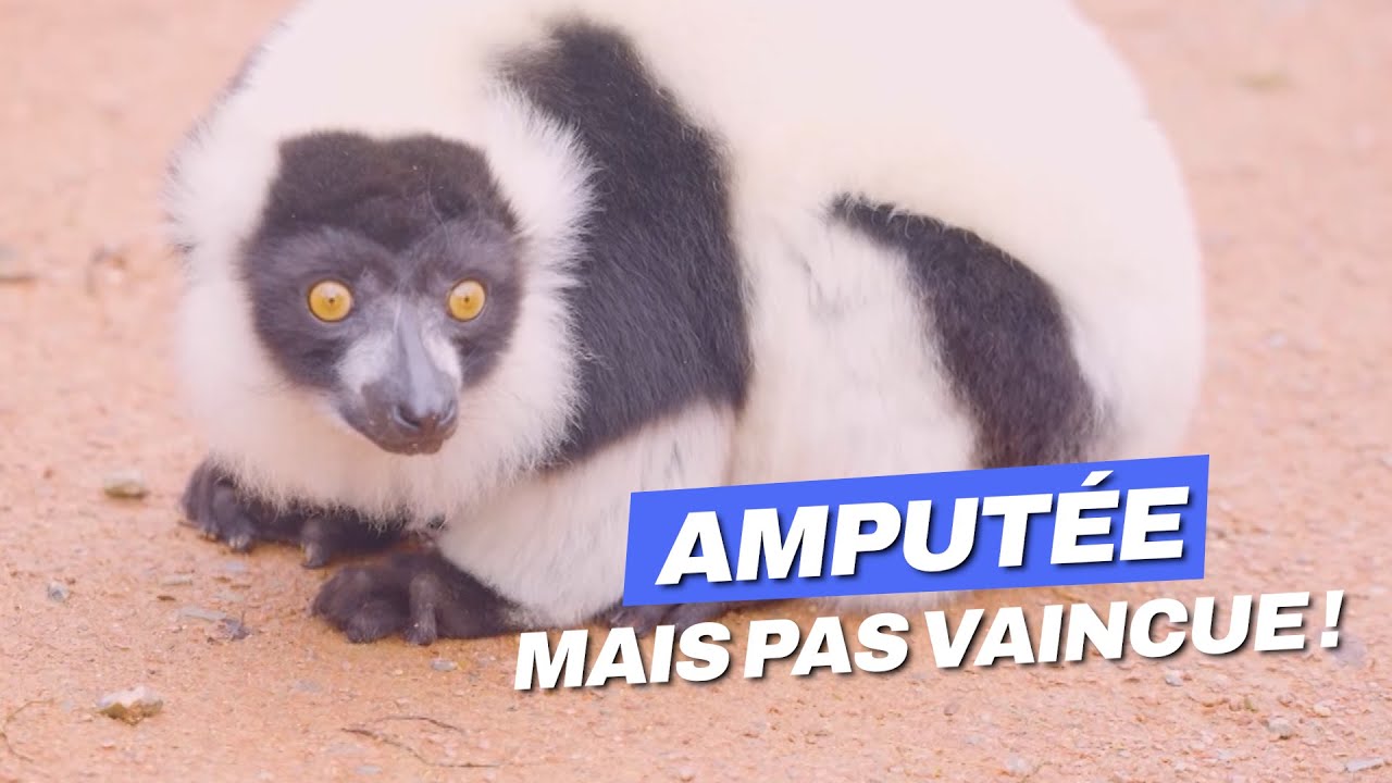 Direction Planète Sauvage, un parc safari unique en son genre ! | Daily Doc