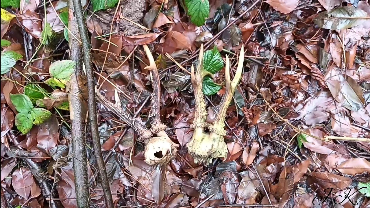 Zrzuty 2024 - Nowy rok. Cztery nowe parostki kozła.