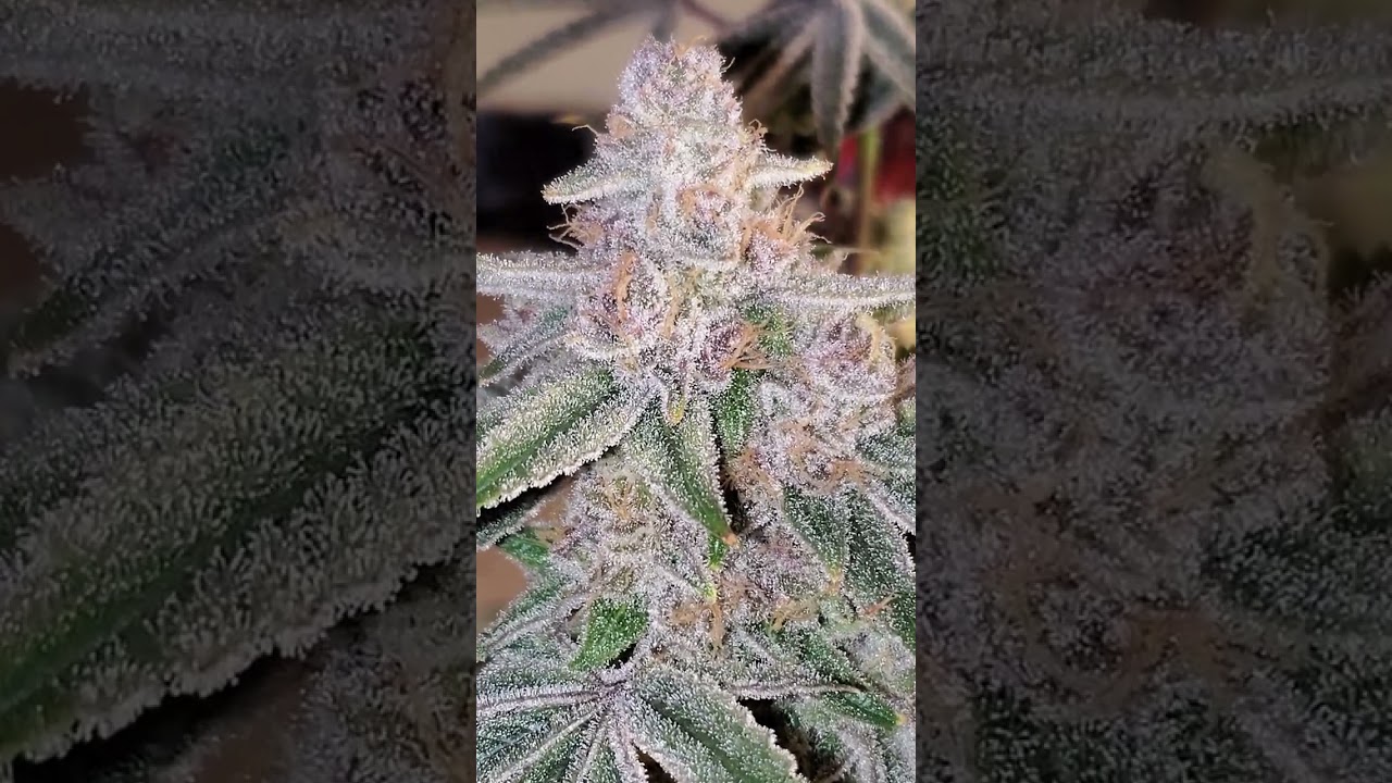 Devil Driver x Pablo's Revenge Clearwater & Tiki MadMan  Grown by the_frost_farmer on IG and Twitter
