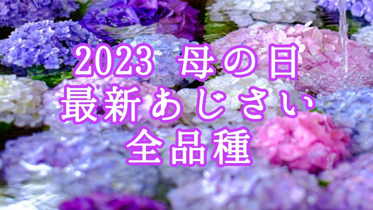 さかもと園芸あじさい新品種2023　品種名が決まりました！