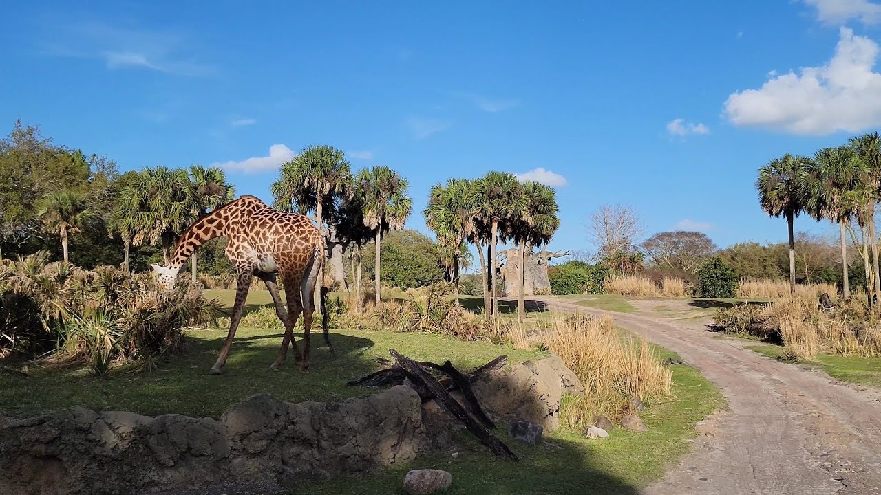 📍 You Are Here - Kilimanjaro Safaris Late Afternoon Ride at Animal Kingdom - March 2026