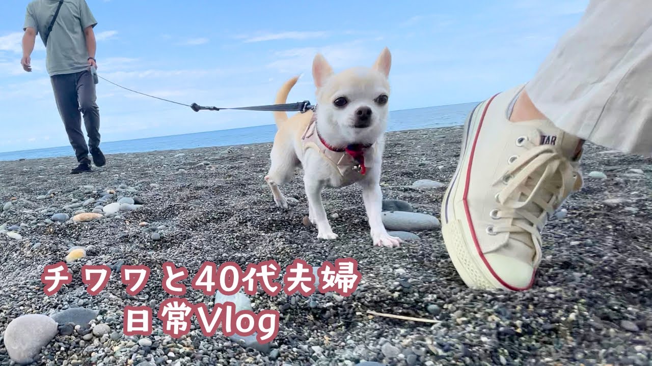宝石を探すチワワが可愛すぎて笑える！【ヒスイ海岸/富山/40代夫婦】