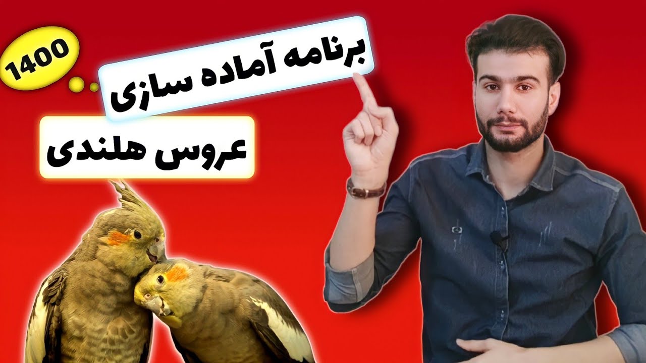 برنامه تغذیه آماده سازی تقویت نطفه عروس هلندی (مناسب کوتوله برزیلی)