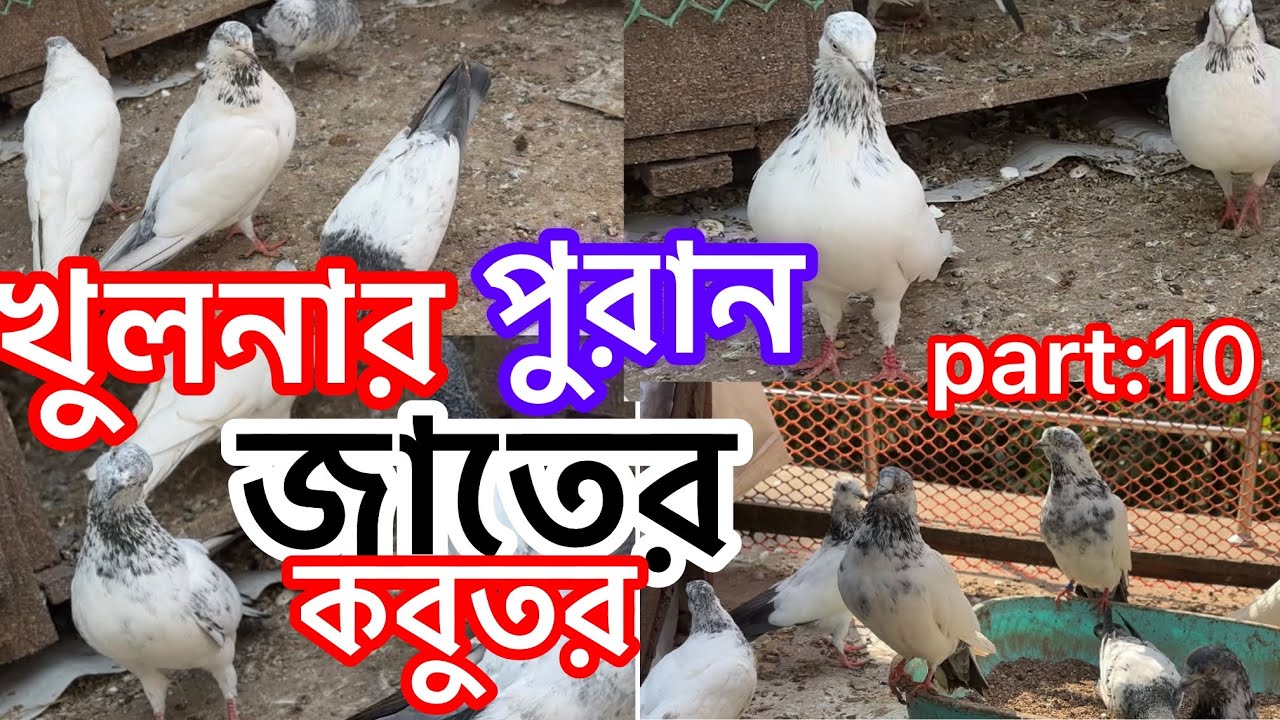 খুলনার হাইফ্লাইং কবুতর part :10|| Highflying pigeon by Khulna ||পুরান জাতের কবুতর|Khulna pigeon zone