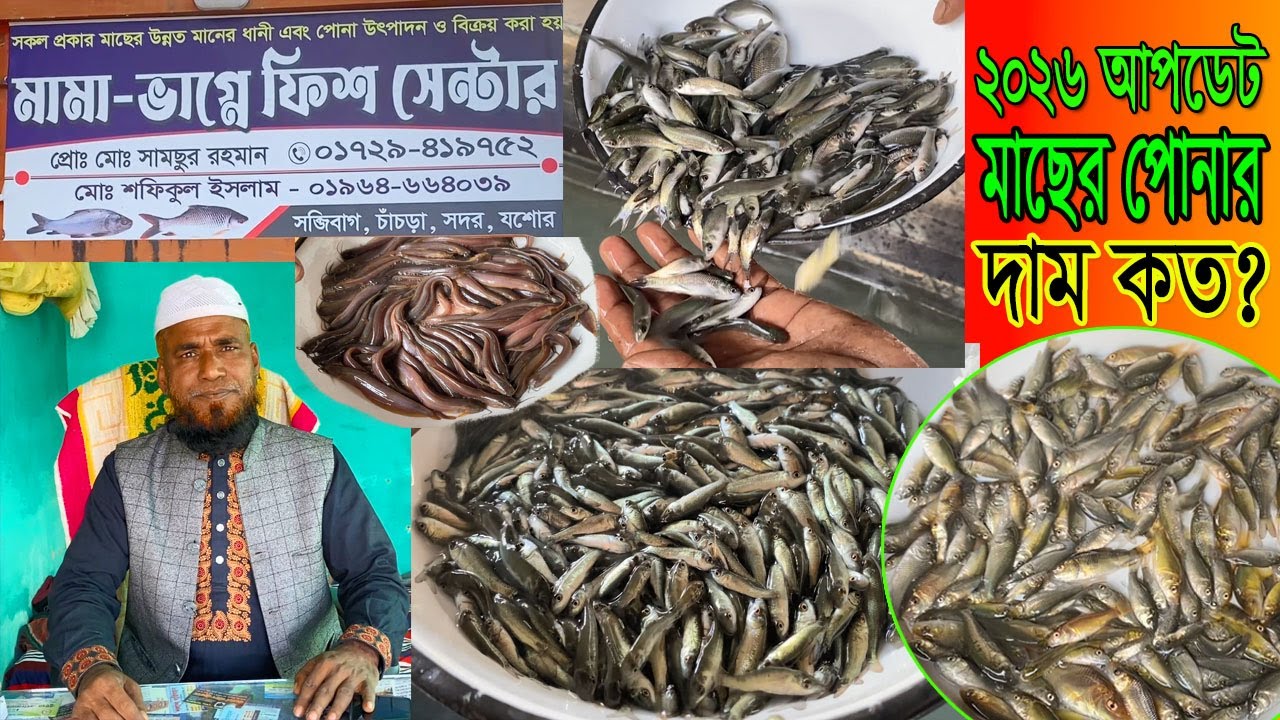 ২০২৬-আপডেট মাছের পোনার দাম কত?মামা ভাগ্নে ফিস সেন্টার থেকে সরাসরি মাছের পোনার দাম দর নিয়ে প্রতিবেদন।