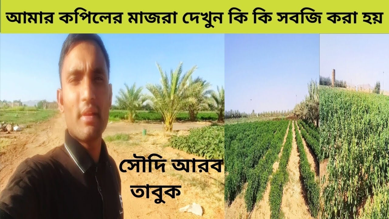 আমার কপিলের মাজরা সৌদি আরব তাবুক শহর ২০২৫
