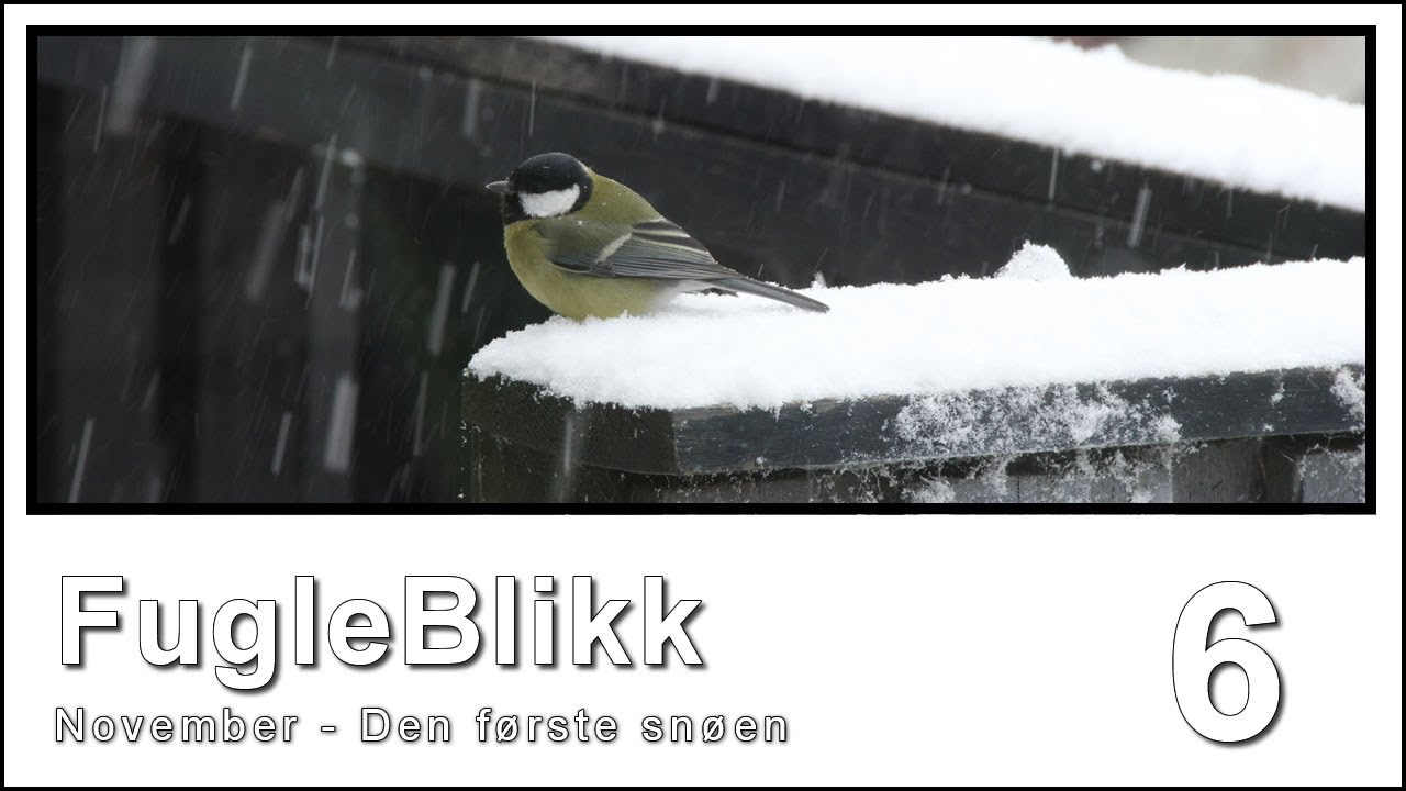 Fuglebrett glimt 6 - Den første snøen.