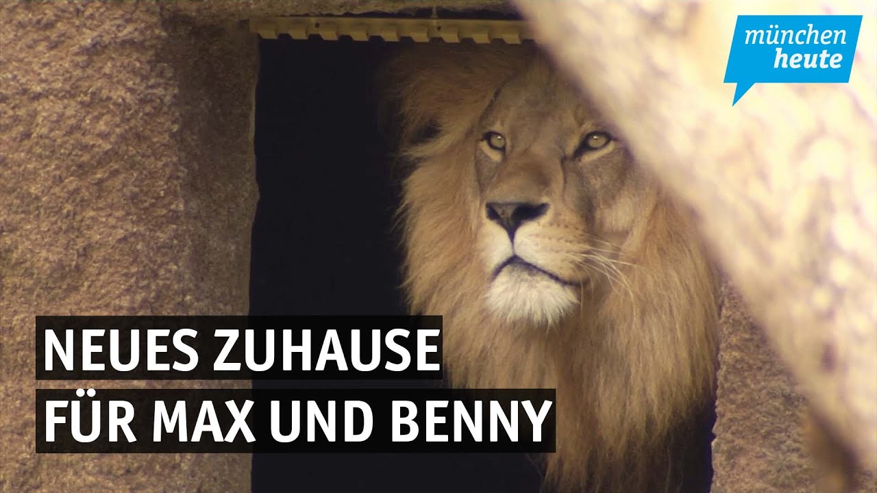 Löwenstark! – in Hellabrunn wird die neue Anlage für die Raubkatzen Max und Benny eröffnet