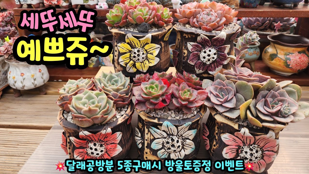 260312 달래(해바라기)분세뚜세뚜완성!군생다육과너무잘어울리네요^^(다육이가방울방울010-8835-7281)