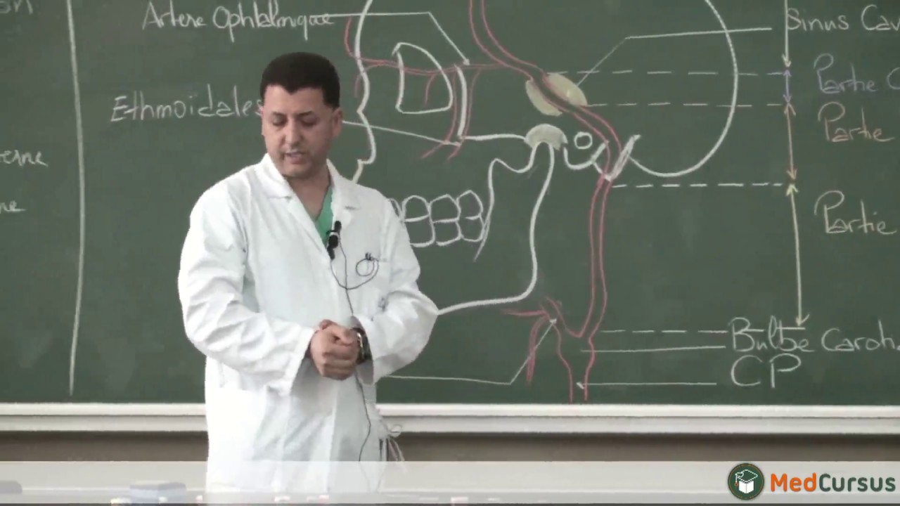 La vascularisation Artérielle - Partie 2 - / Pr. GHAILAN Mohammed Rachid fac de médecine oujda