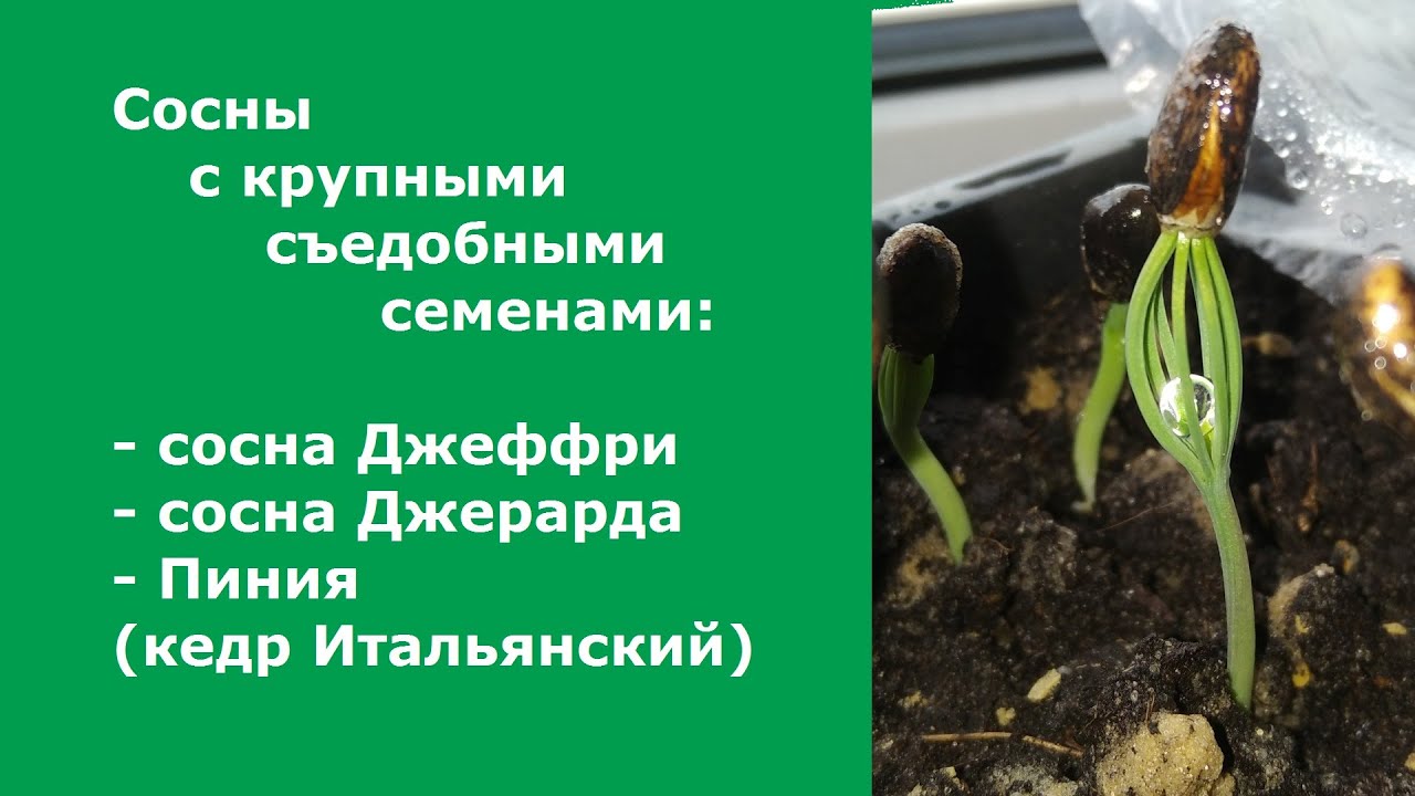 Сосны с крупными семенами: Джеффри, Джерарда, Пиния (Итальянский кедр).