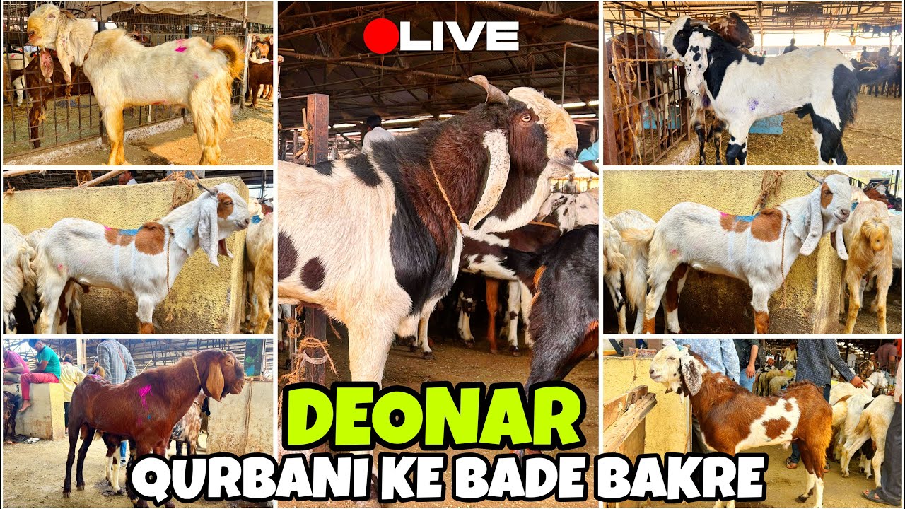 DEONAR BAKRA MANDI LATEST UPDATE 2026 || QURBANI SPECIAL SATURDAY LIVE MARKET || 