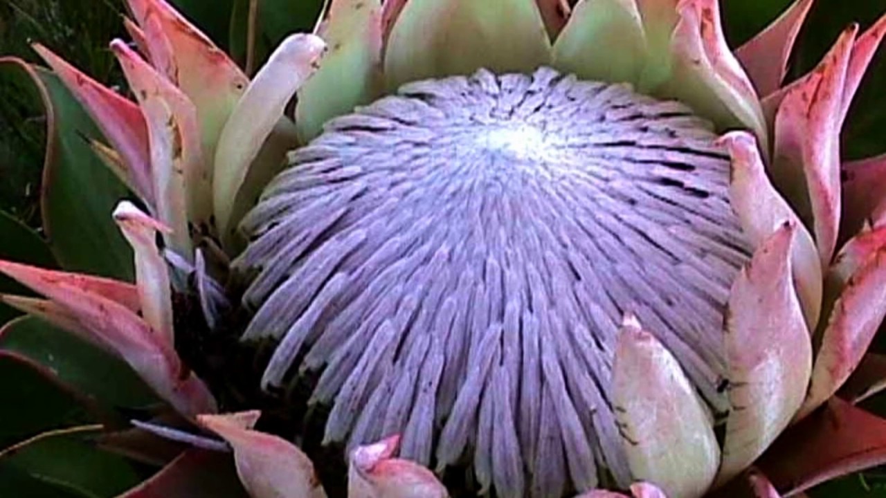 King Protea cynaroides flower (HD1080p)