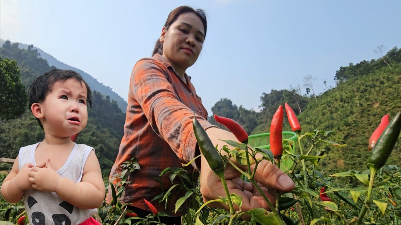Single mother harvests peppers -brings them to the market to sell - buys new clothes for the old man