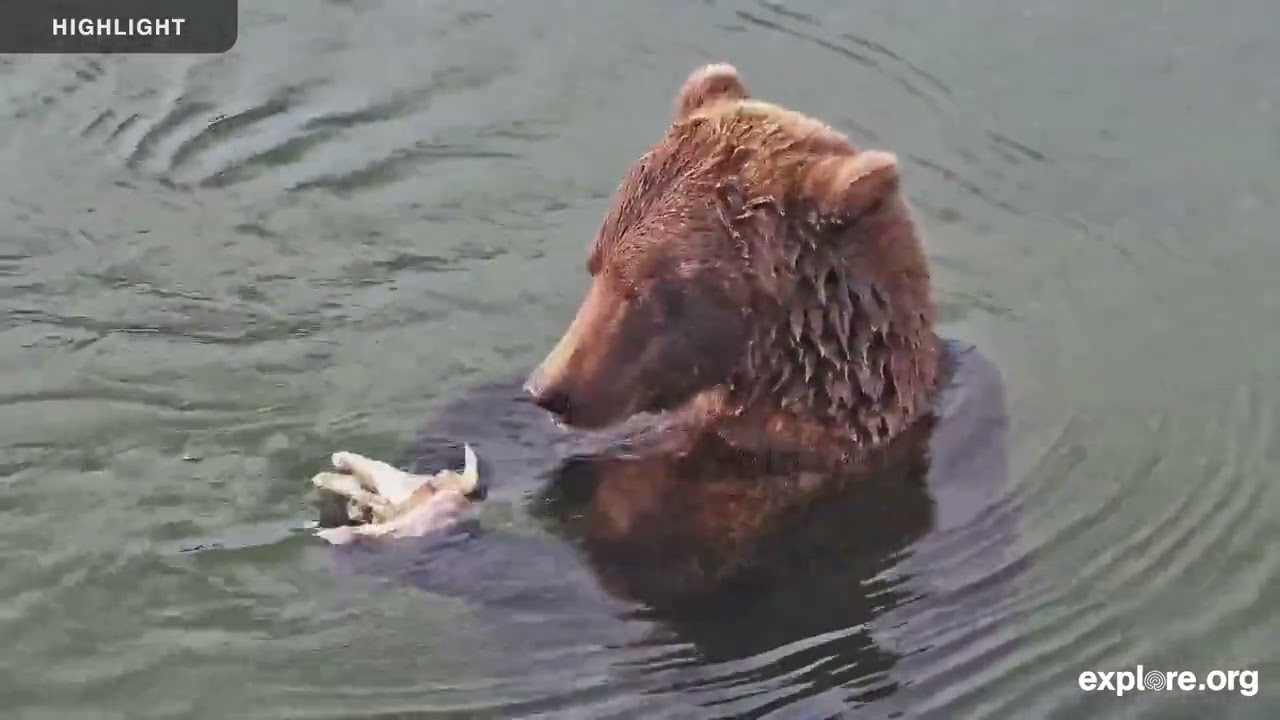 River Watch - Katmai National Park | 2025 Highlights