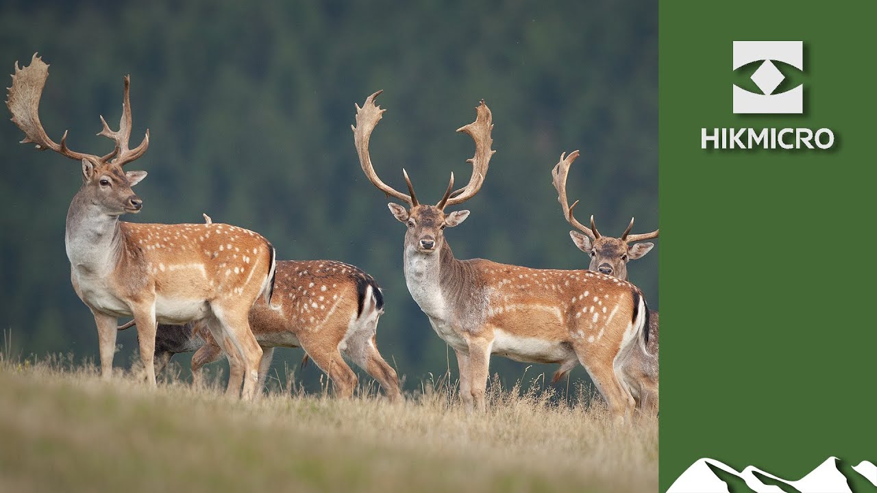 Fallow infestation – spotting with the HIKMICRO Lynx Pro LH19