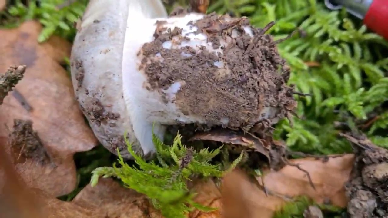 Hygrophore de Mars 2022 !
