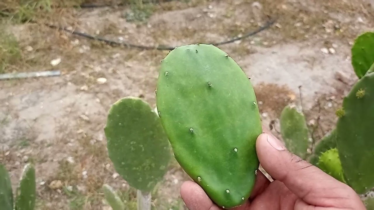 c&oacute;mo identificar un nopal apto para comer tierno o masizo