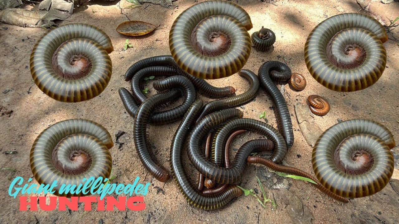 Ловля гигантских многоножек в самом сердце леса — вы не поверите, какие это существа!