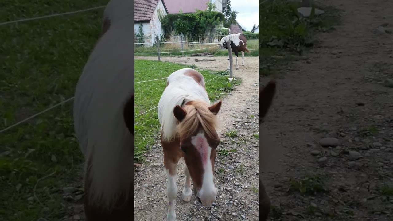 Oberschwabenkrimi  31.7.23 Veterinäramt RV wünscht Pferdehaltungsverbot -Warum