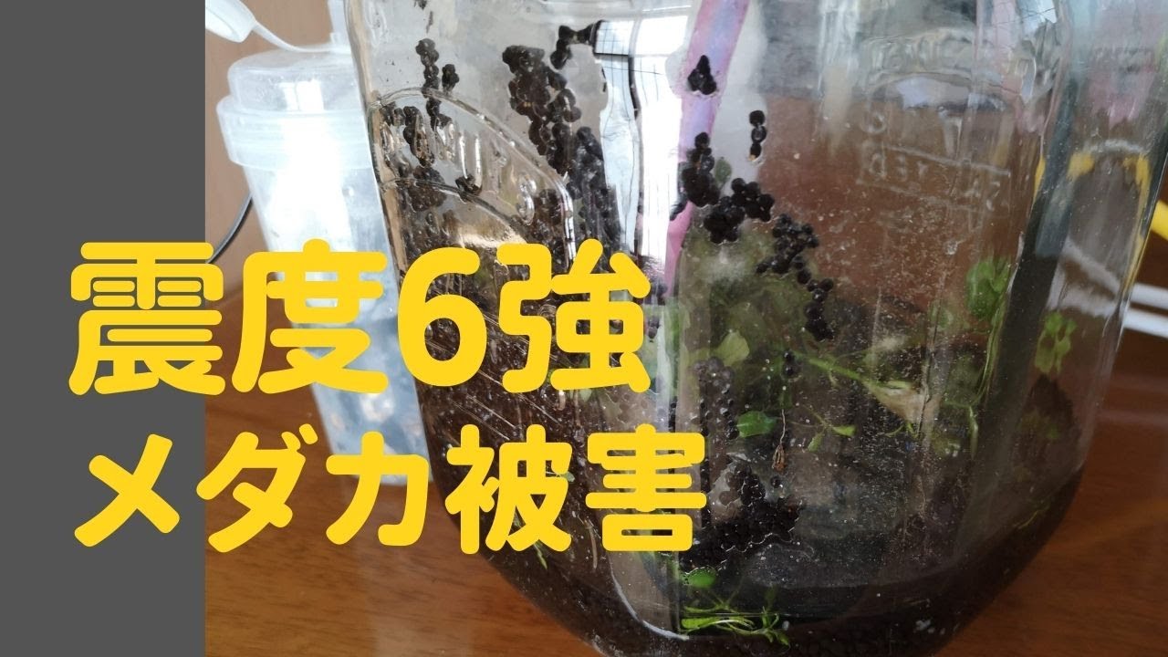 震度6強地震、メダカ被害