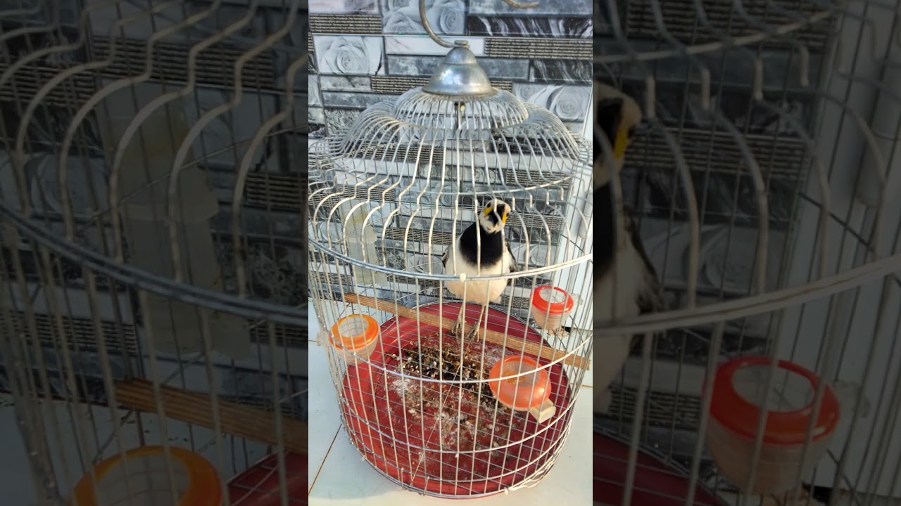 Chim cưỡng th&ocirc;ng minh tự mở cửa lồng v&agrave; c&aacute;i kết.