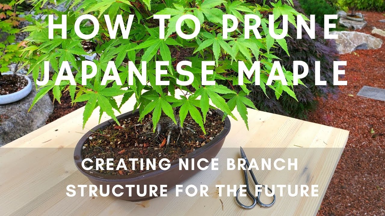 Prune Japanese Maple Bonsai Tree to Create Good Branch Structure