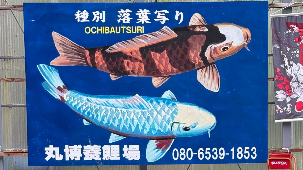 Koi heaven visiting Maruhiro koi farm ❄️ 