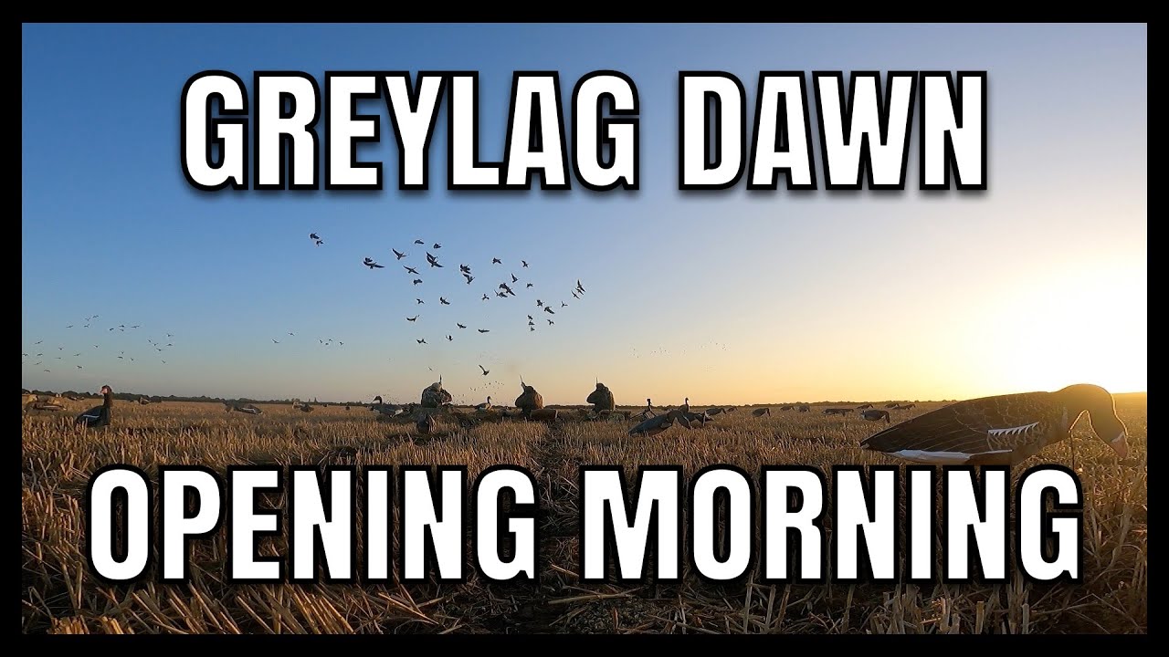 Greylag dawn opening morning#hunting #wildlife#Duckandshooting #pigeonshooting#Wildfowling 
