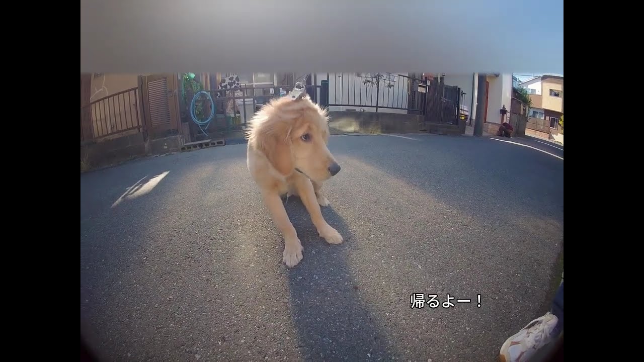 【ゴールデンレトリバー】お散歩上手になりました！【ロコモコ】