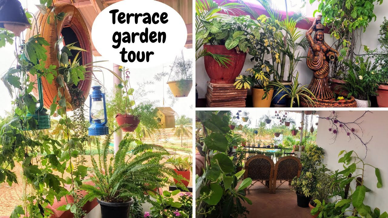 My Terrace garden tour||Summer garden update||Plants tour||Backyard Gardening