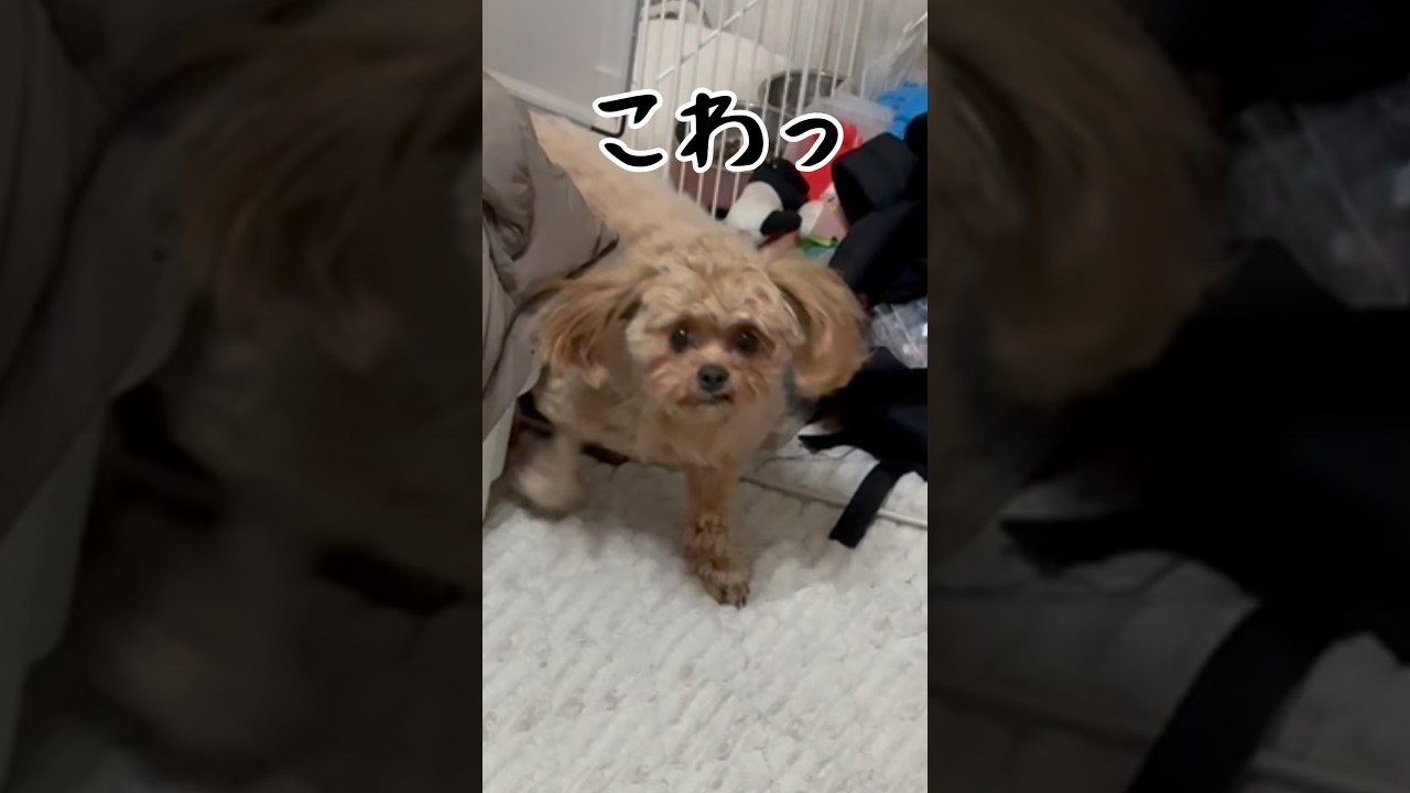 毎回ご飯チェックするのやめてもろて笑#犬のいる暮らし #犬のいる生活 #ペキプー #面白い犬