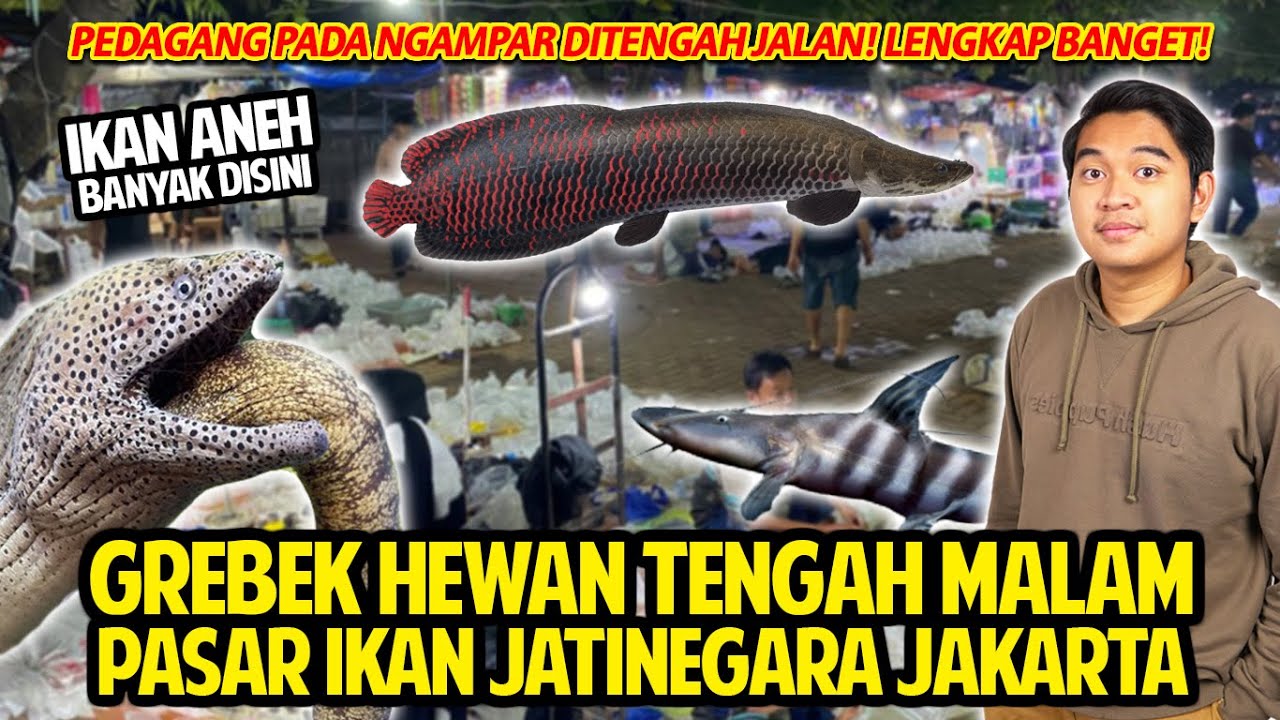 GREBEK PASAR IKAN TERBESAR JAKARTA JATINEGARA TENGAH MALAM! MAKIN MALAM MAKIN RAME! IKANNYA UNIK!