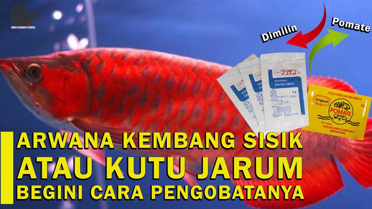 ARWANA KEMBANG SISIK ATAU KUTU JARUM, BEGINI CARA PENGOBATANNYA ! TIPS&TRIK
