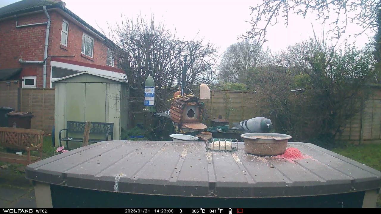 Pigeons Blackbird Sparrow
