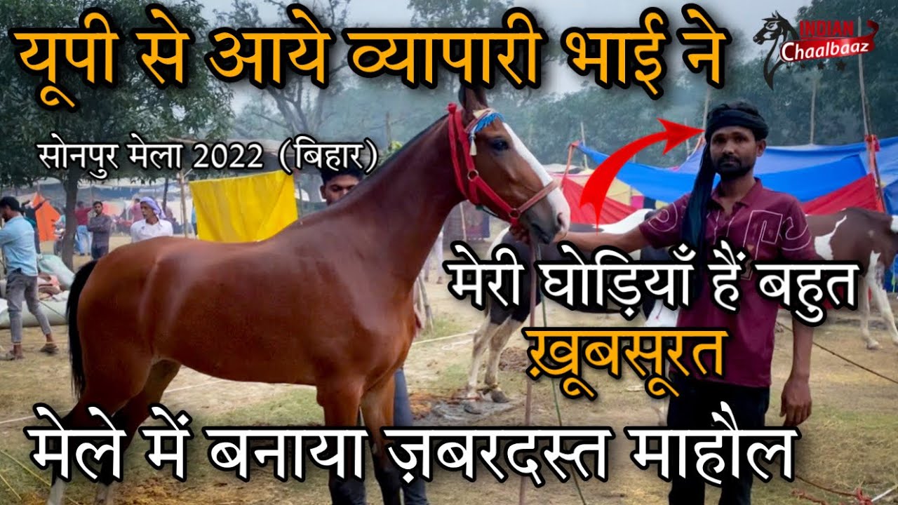 विक्की भाई के घोड़े घोड़ियाँ हैं बहुत ख़ूबसूरत ￼एक बार देखोगे तो नज़र नहीं हटेगी Sonepur Mela 2022