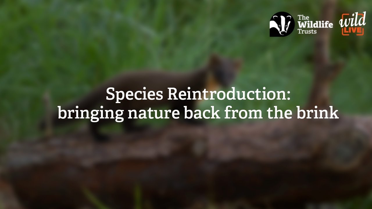 Wild LIVE: Species Reintroduction: bringing nature back from the brink