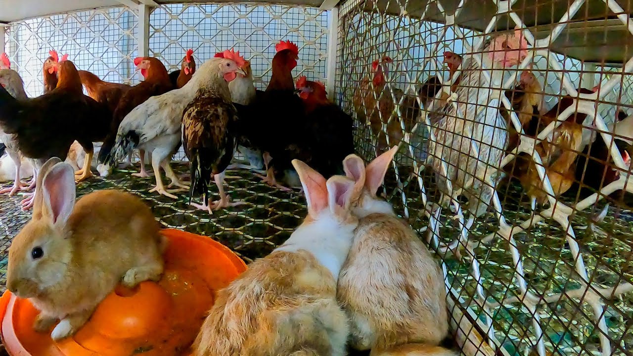 Ajman Bird Market || United Arab Emirates