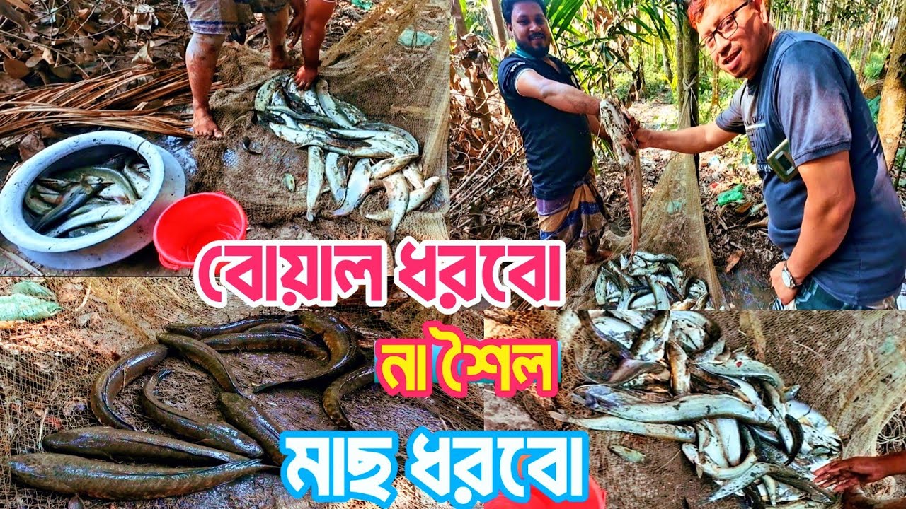 রমজান উপলক্ষে পুকুর সেচে আমার বয়সে সেরা শৈল বোয়াল কৈ টাকি মাছ ধরলাম। Village_fishing_video