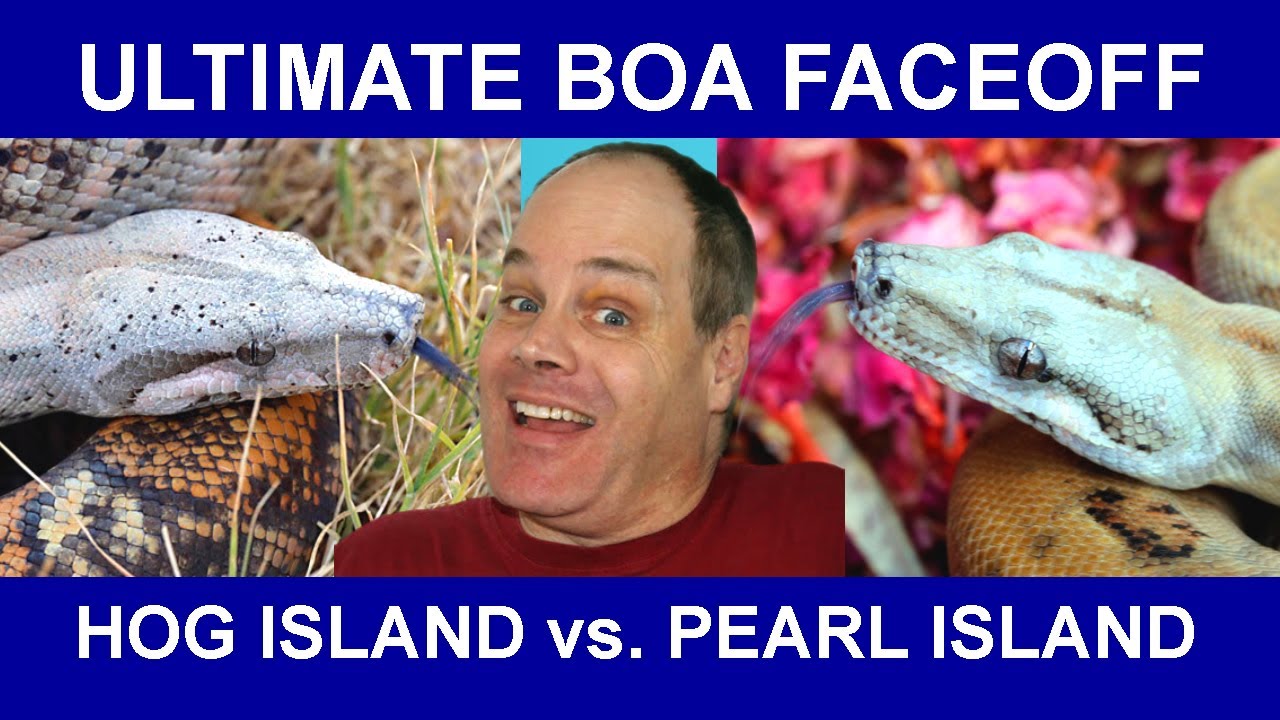Ultimate Boa Faceoff: HOG ISLAND vs PEARL ISLAND (Battle of the ISLAND BOAS)!