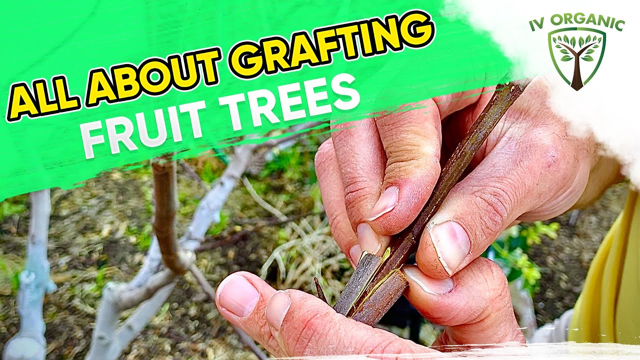 How (&Why) To GRAFT FRUIT TREES | Figs, Apples, Citrus, Stone Fruit+
