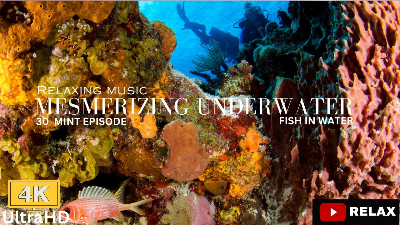 Mesmerizing Underwater Symphony: Dive into the Tranquil Fish Aquarium in 4K