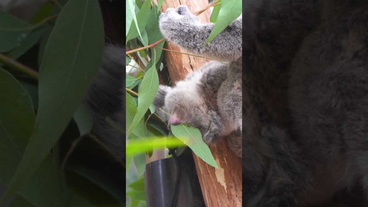 🐨 JONGE KOALA EET ONDERSTEBOVEN | Koalajong in Ouwehands Dierenpark