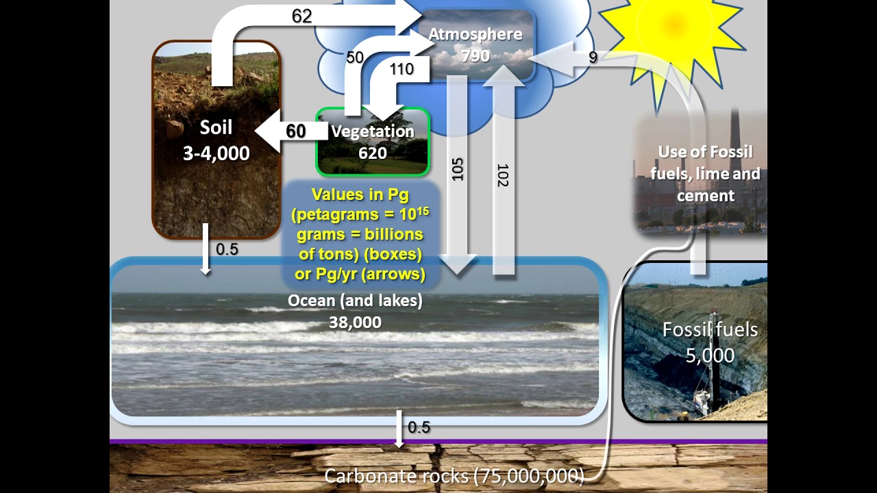 Soil Biology and Organic Matter - Ray Weil