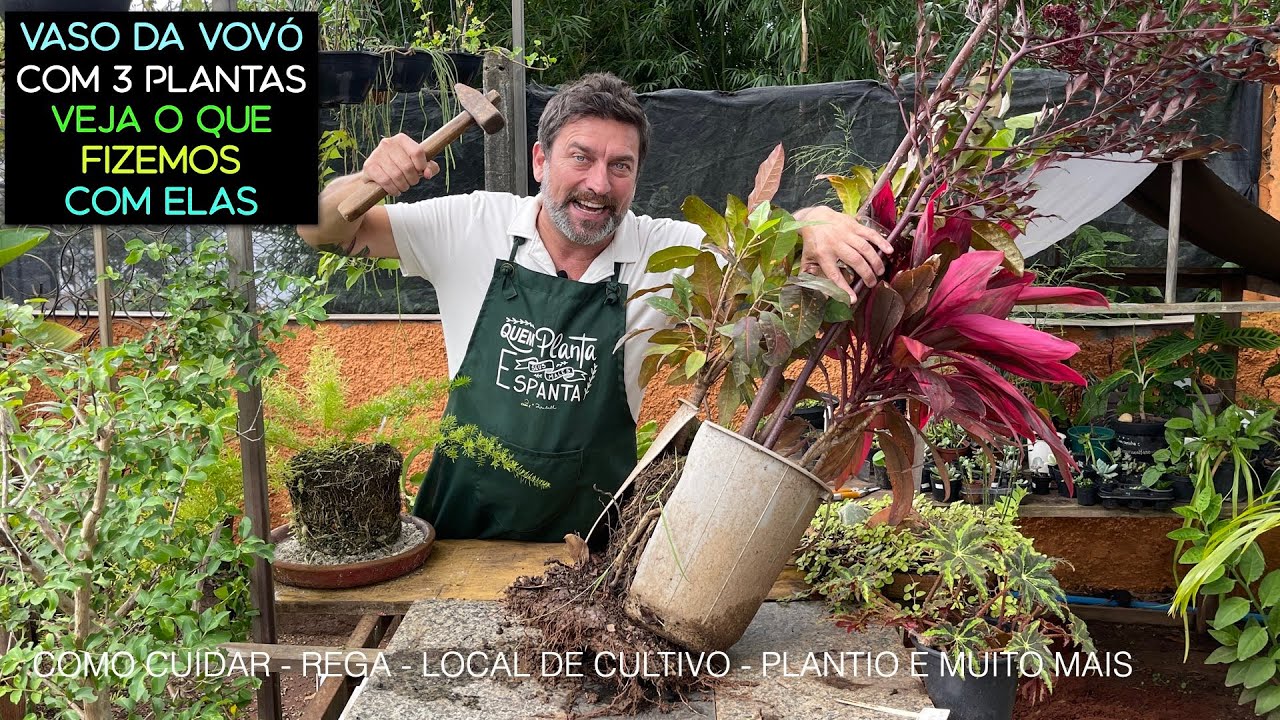 VASO DE VÓ com 3 Plantas! Veja o que Fizemos Com Elas