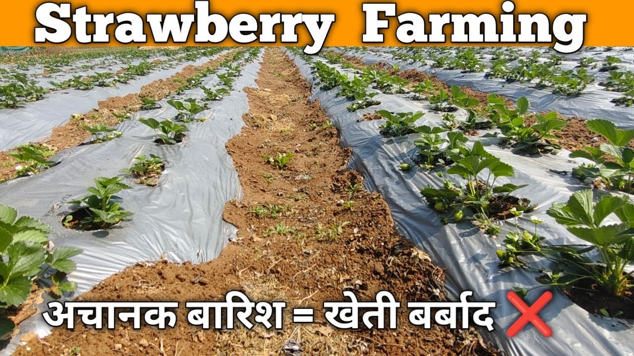बारिश के बाद स्ट्रॉबेरी में कौन सा स्प्रे करें? Calcium vs NPK 19:19:19 पूरी जानकारी#strawberry#npk