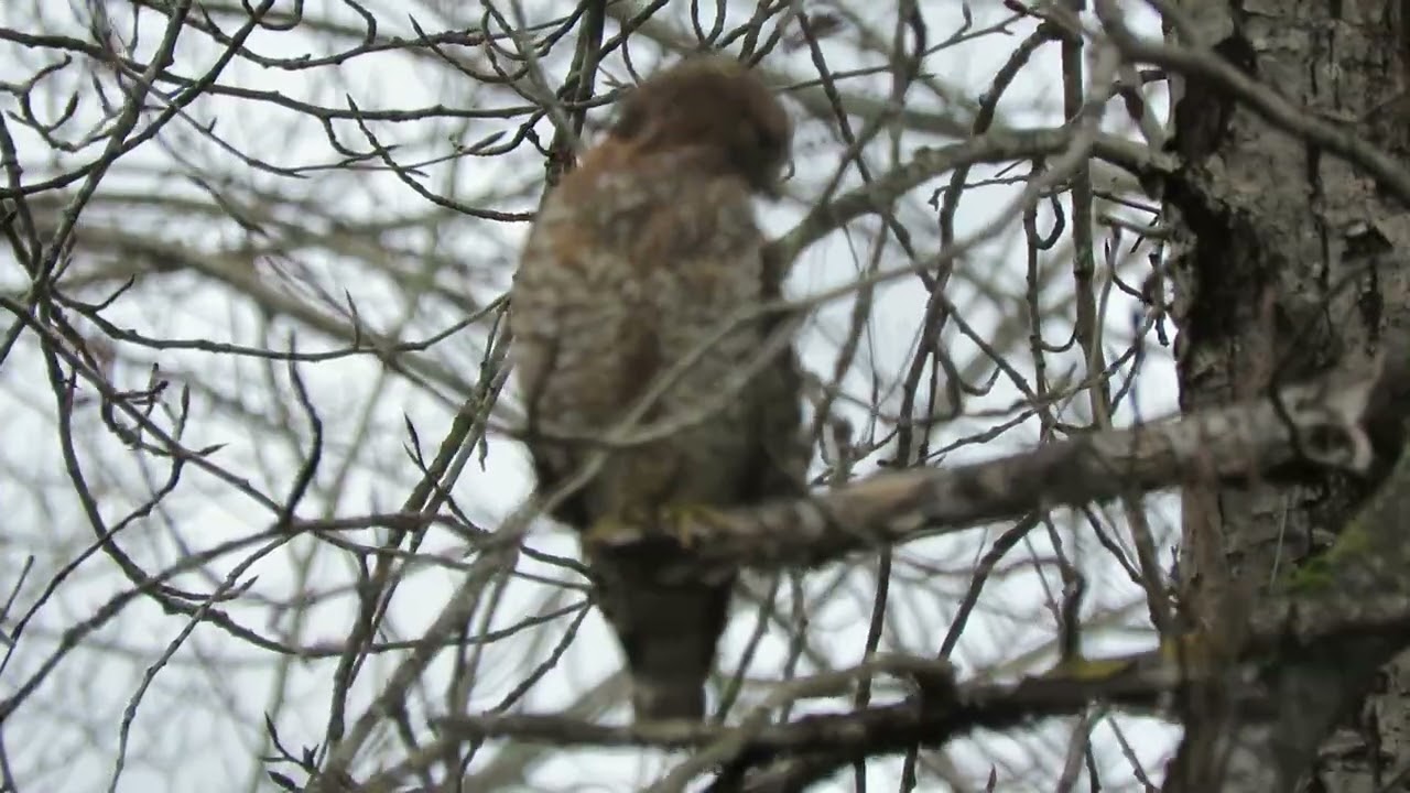 03/12/26 Red-Shouldered Hawk (Back) Kent Wa 7963-169